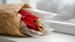 Weihnachtsstern richtig pflegen: so bleiben die roten Hochblätter bis ins neue Jahr schön