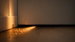 Mäuse im Haus erkennen und loswerden: die wichtigsten Schritte von Abdichten bis Fallen