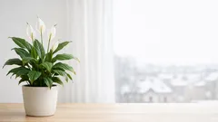 Einblatt im Winter: So bringst du dein Spathiphyllum wieder zum Blühen