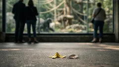 Gorilla-Baby wird am helllichten Tag geboren: Warum diese Zoo-Geburt 2025 in Europa so besonders ist